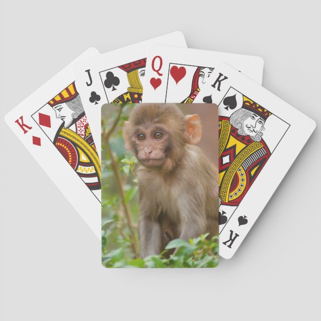 Rhesus Monkey Baby, Monkey Temple, Jaipur Poker Cards (Back)