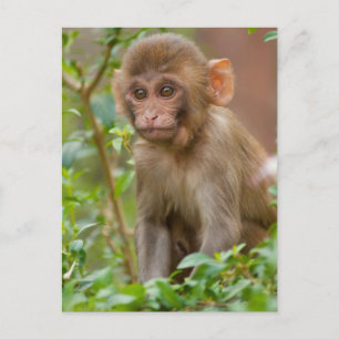 Rhesus Monkey Baby, Monkey Temple, Jaipur Postcard