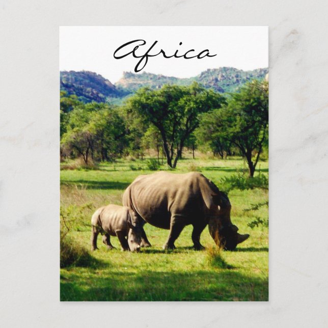 rhino africa postcard (Front)