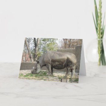 Rhino Birthday Card by Rinchen365flower at Zazzle