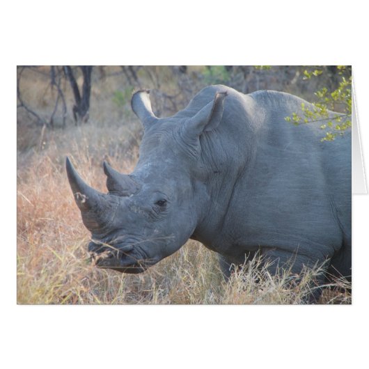 Rhino Card (Front Horizontal)