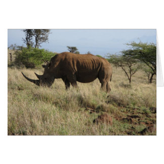 Rhino Cards