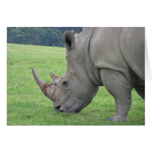 Rhino Cards (Front Horizontal)