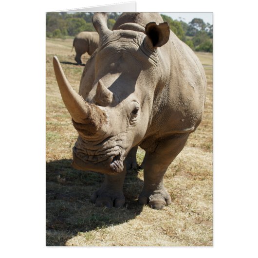 Rhino Charging Cards (Front)