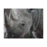 Rhino Facts Postcard
