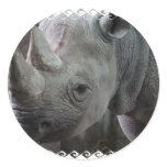 Rhino Facts Stickers