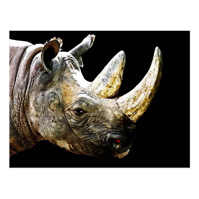 Rhino Head, Black Background Postcard