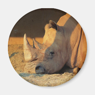 Rhino in Sunset Magnet