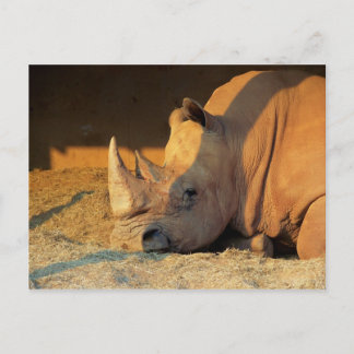 Rhino in Sunset Postcard
