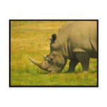 Rhino Photo Postcard