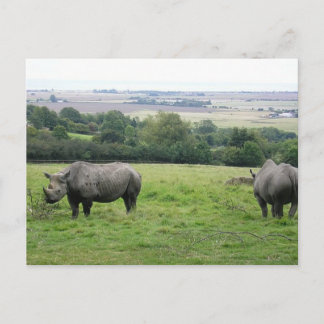 rhino postcard