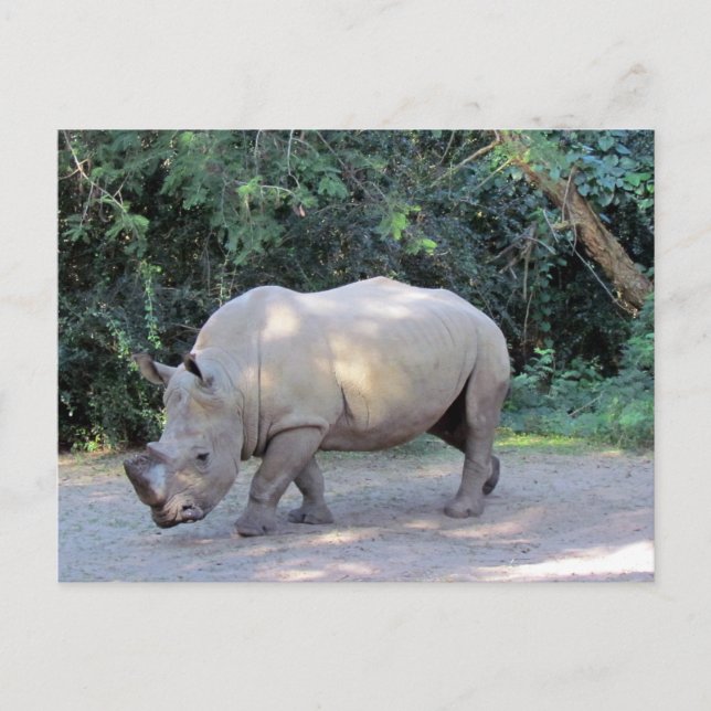 Rhino Postcard (Front)
