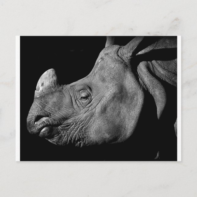 Rhino Postcard (Front)