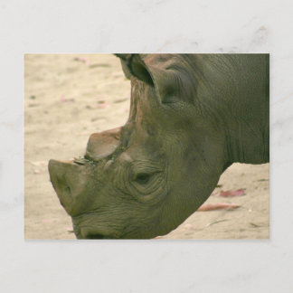Rhino Postcard