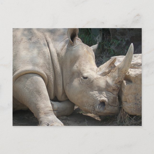 Rhino postcard (Front)