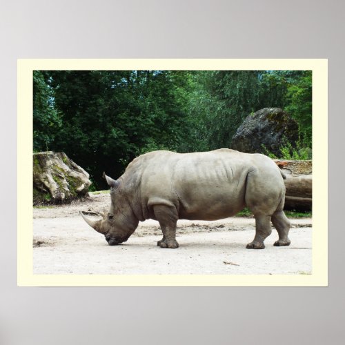 Rhino Poster