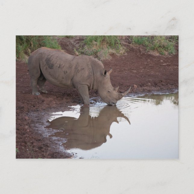 Rhino Reflection Postcard (Front)