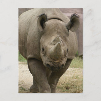 rhino walking postcard