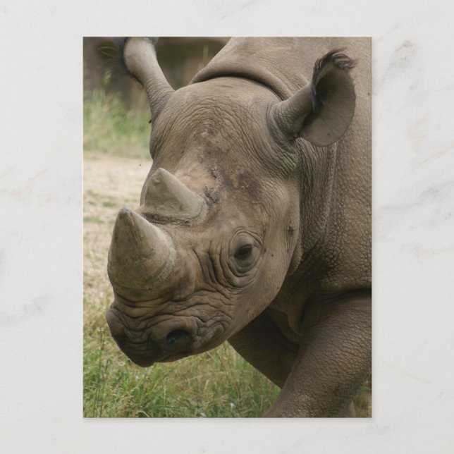 rhino walking postcard (Front)