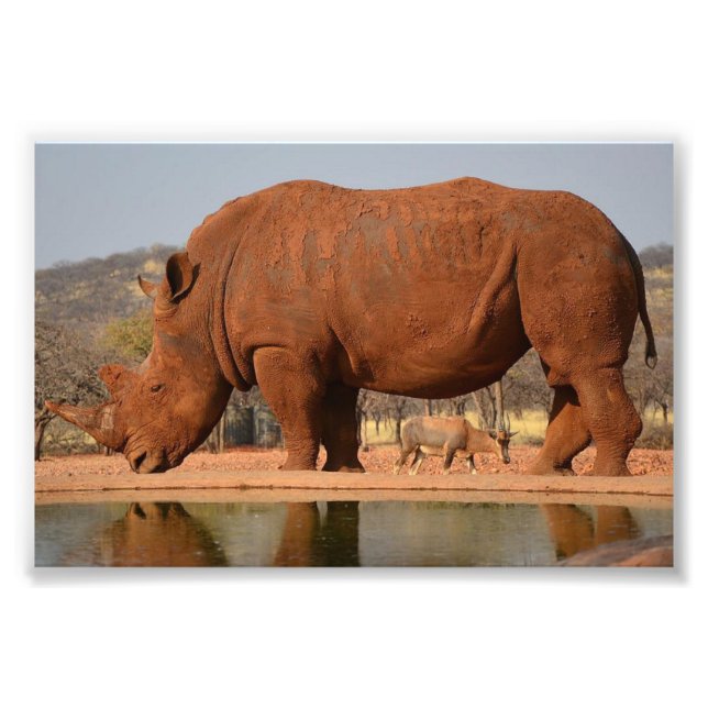Rhino with mud on skin photo (Front)