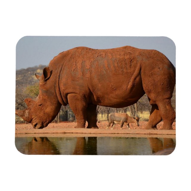 Rhino with mud on skin photo magnet (Horizontal)