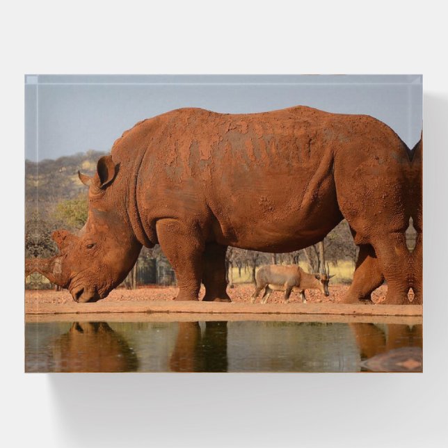 Rhino with mud on skin photo paperweight (Front)