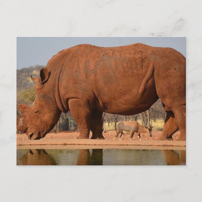 Rhino with mud on skin postcard (Front)