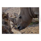 Rhinoceros (Front Horizontal)