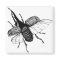 Rhinoceros Beetle Vintage Wood Engraving