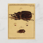 Rhinoceros Beetles Postcard