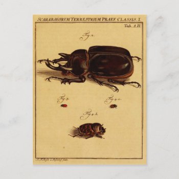 Rhinoceros Beetles Postcard by lostlit at Zazzle
