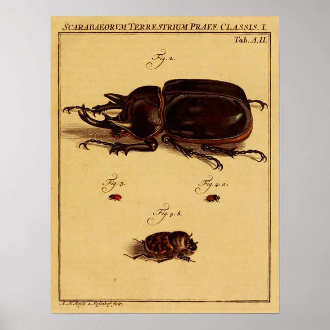 Rhinoceros Beetles Poster (Front)