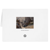 Rhinoceros Cards (Back Horizontal)