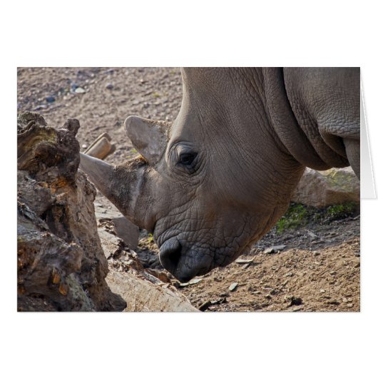 Rhinoceros Cards (Front Horizontal)
