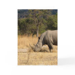 Rhinoceros Family Greeting Card
