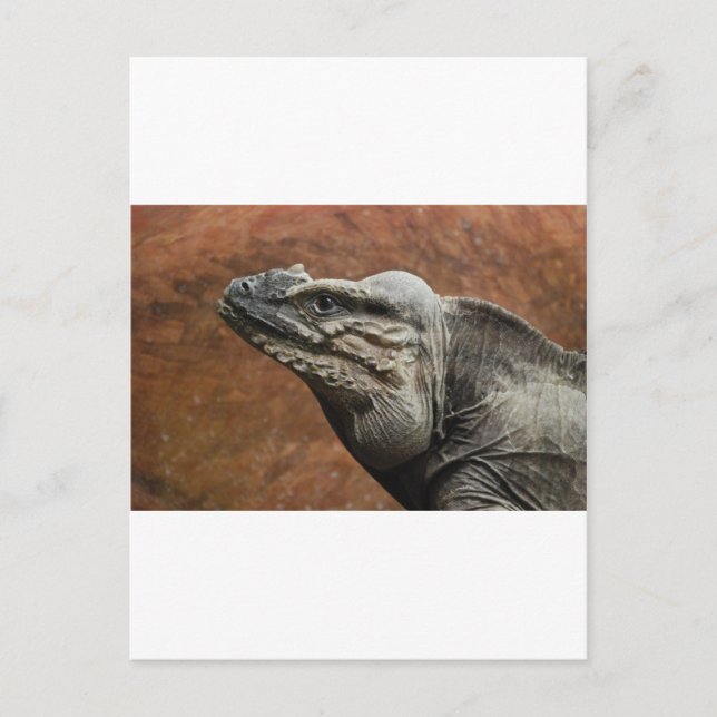 Rhinoceros Iguana Postcard (Front)