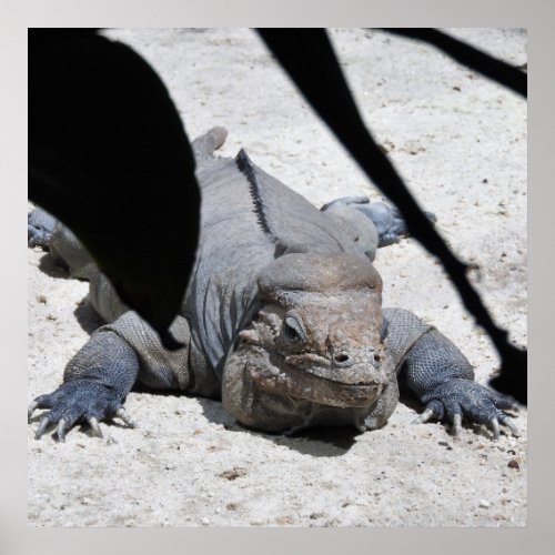 Rhinoceros Iguana Poster