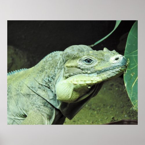 Rhinoceros Iguana Poster