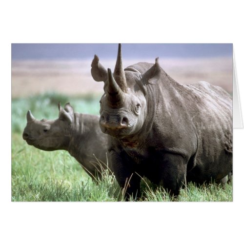 Rhinoceros on the Serengeti in Tanzania Africa