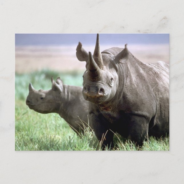 Rhinoceros on the Serengeti Postcard (Front)