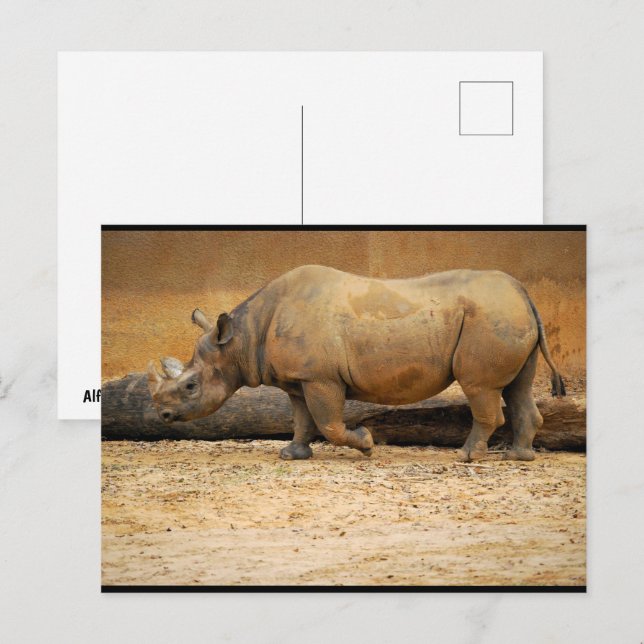 Rhinoceros Portrait Postcard (Front/Back)