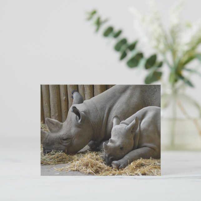 Rhinoceros Postcard (Standing Front)