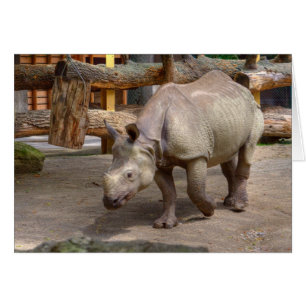 Rhinoceros unicornis cards