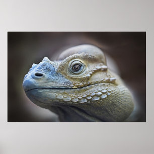 RHINOCERUS IGUANA, CARIBBEAN POSTER