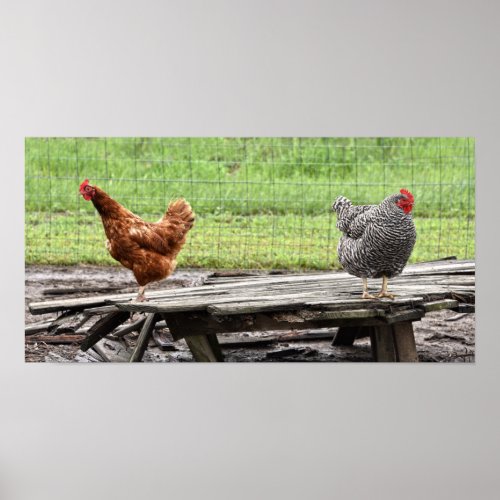 Rhode Island Red and Plymouth Rock Hens Poster