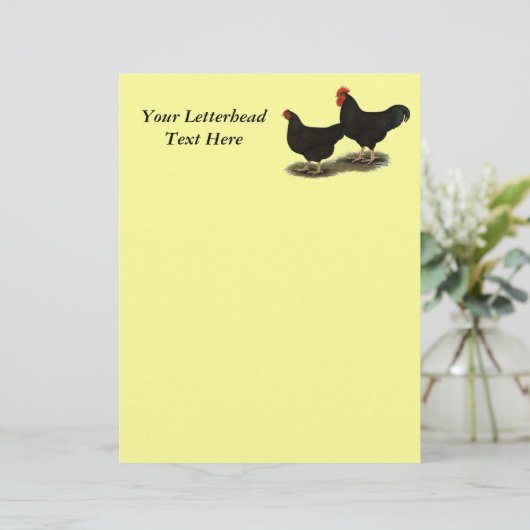 Rhode Island Red Bantams (Standing Front)