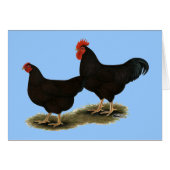 Rhode Island Red Bantams (Front Horizontal)