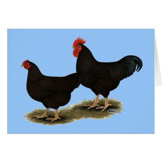 Rhode Island Red Bantams Cards (Front Horizontal)