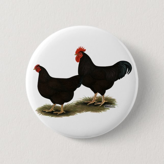Rhode Island Red Bantams Pinback Button (Front)