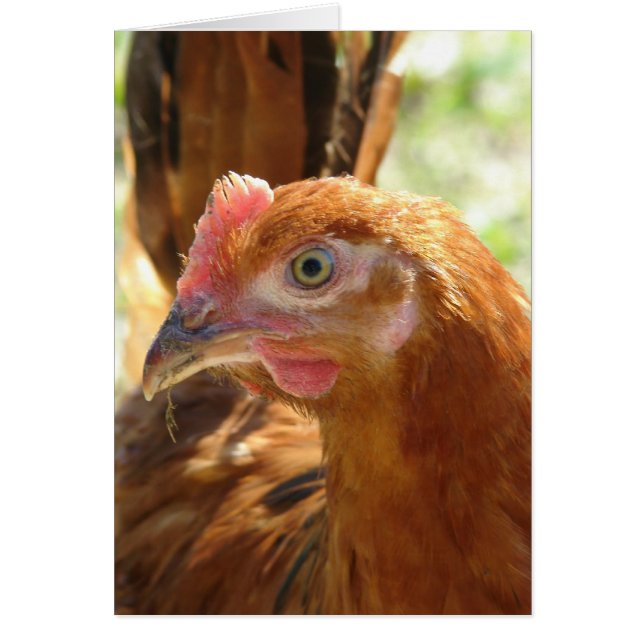 Rhode Island Red Cards (Front)